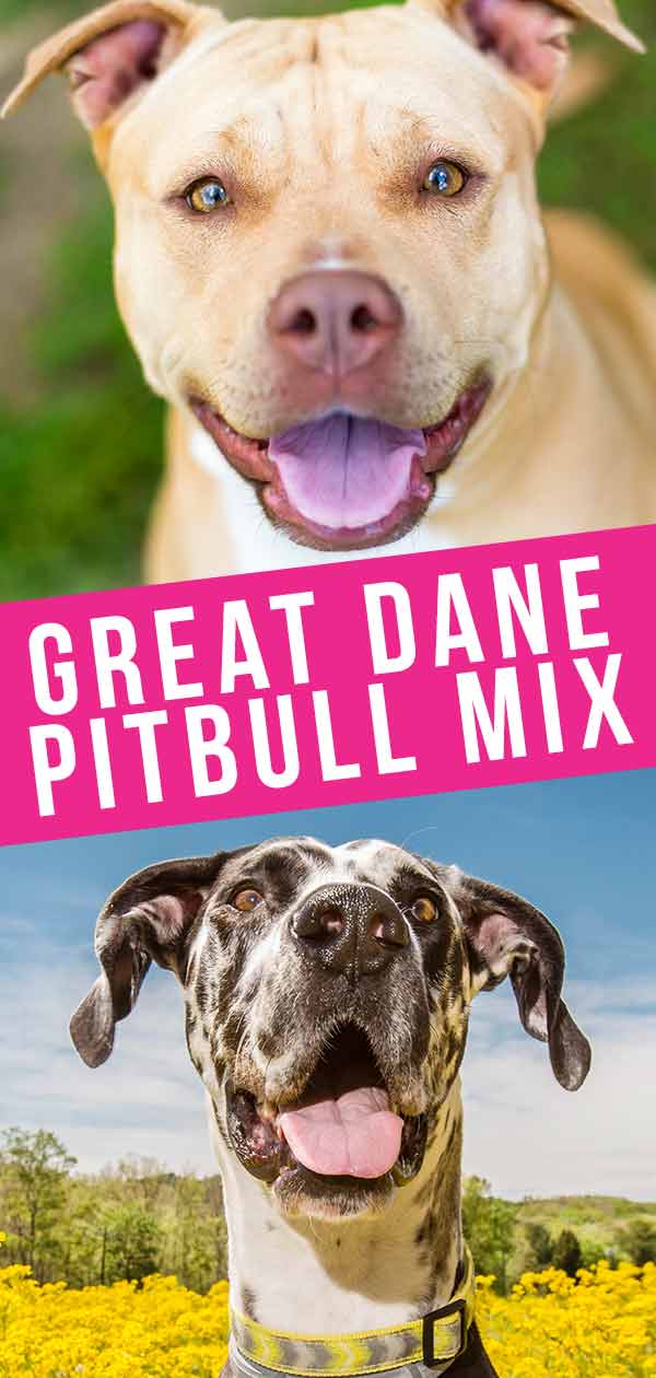 great dane pitbull mix