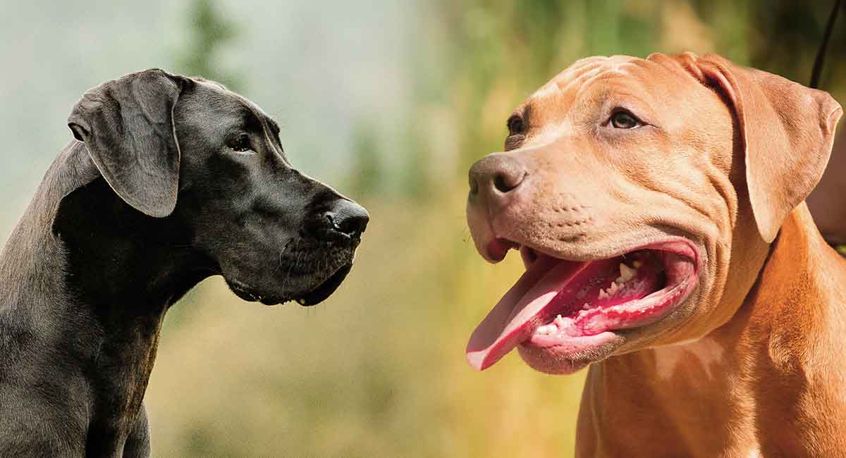 half great dane half pitbull