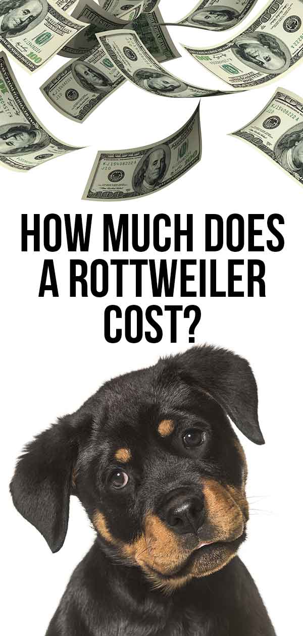 how much does a rottweiler cost