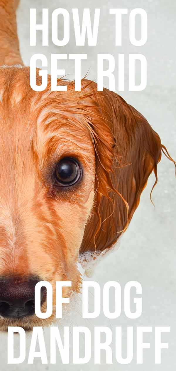 what is walking dandruff on a dog