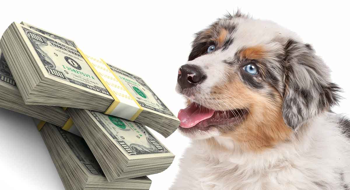 how much does a australian shepherd cost