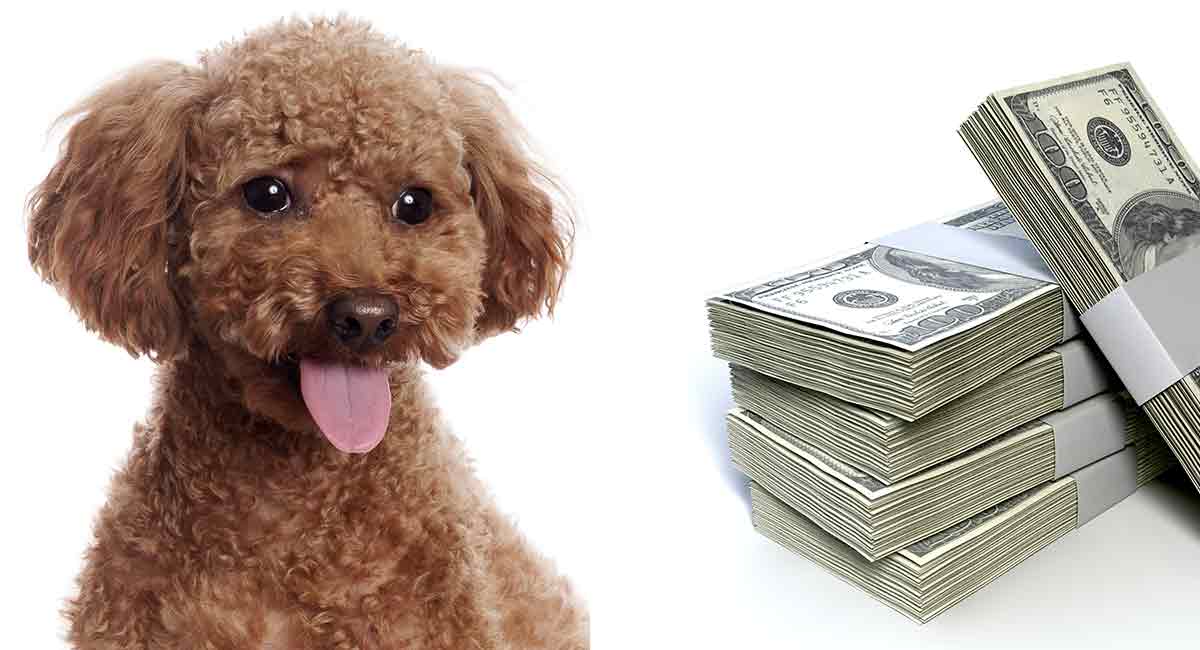 miniature poodle cost