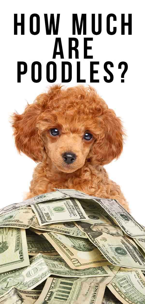 purebred poodle price