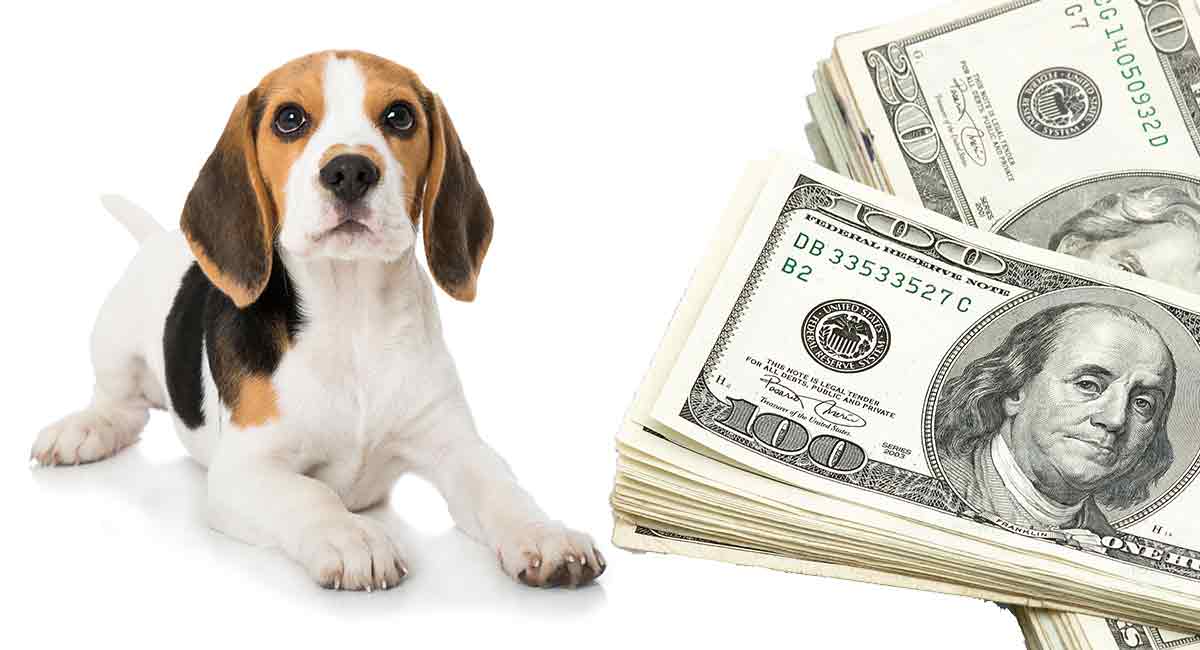 what is the average price for a beagle puppy