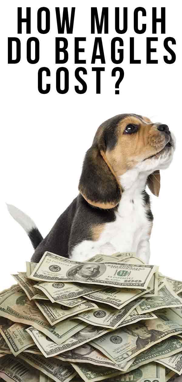 what is the average price for a beagle puppy