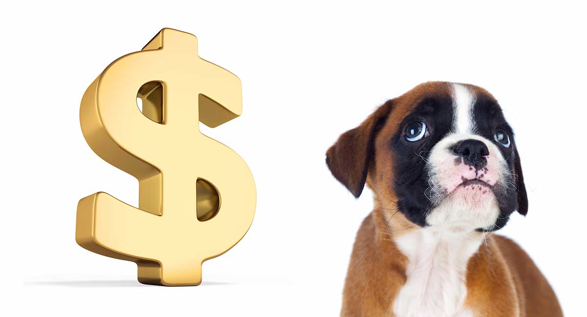 how much money is a boxer dog