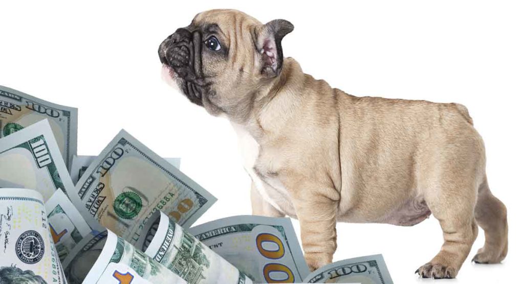 How Much Do French Bulldogs Cost Will This Breed Break The Bank?