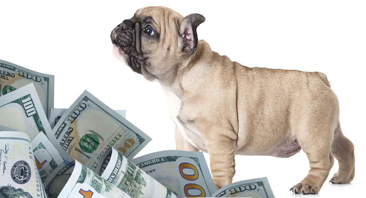 How Much Do French Bulldogs Cost - Will This Breed Break The ...