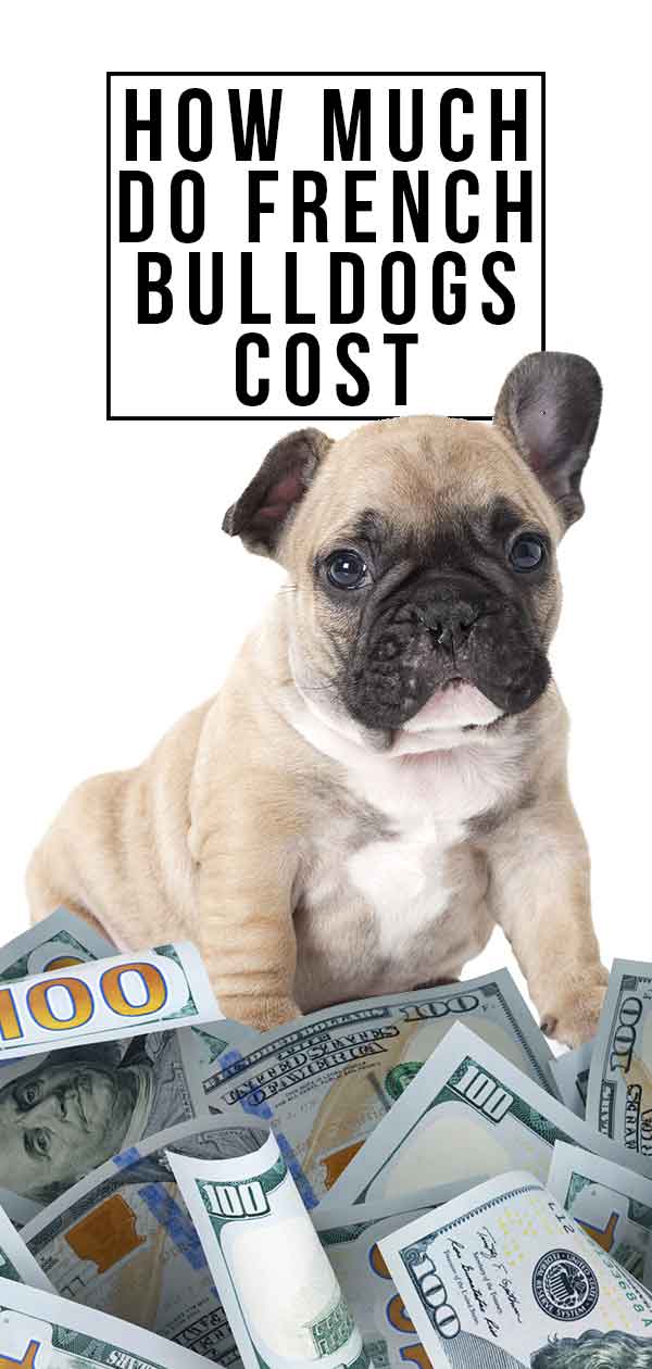 How Much Do French Bulldogs Cost - Will This Breed Break ...