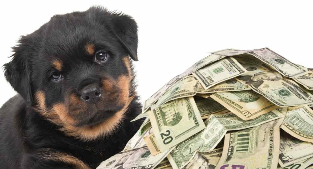 How Much Does A Rottweiler Cost From Puppy Buying To Raising A Dog
