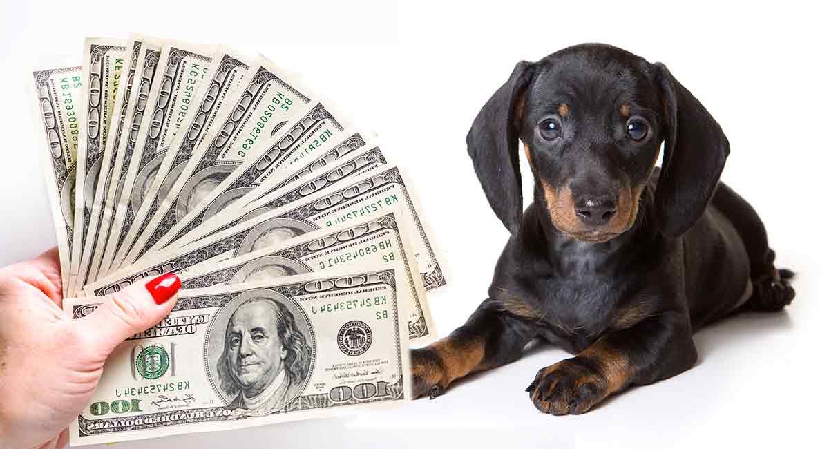 how much is a sausage dog puppy