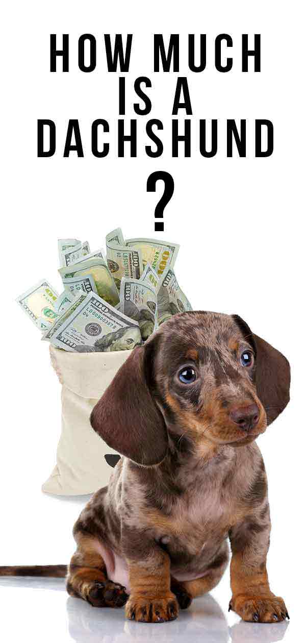 dachshund breed price