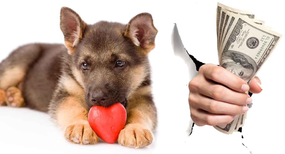 Titlu articol / SEO - Cât costă un câine ciobanesc german - Ce vă puteți aștepta să plătiți? Url - how-much-is-a-german-shepherd-dog Cuvânt cheie principal - Cât costă un câine ciobanesc german Meta - Autor - Shannon cutts The German Shepherd https://thehappypuppysite.com/german-shepherd-dog/ dog is atât de popular în întreaga lume! Luați în considerare acest lucru - câinele ciobanesc german este al doilea cel mai popular câine de companie din Statele Unite! În Marea Britanie, Ciobanescul German este al optulea cel mai popular însoțitor canin. Ce înseamnă asta pentru tine, iubitorul de câini Ciobănesc german, este că câinele tău preferat este un pui cu adevărat minunat! În acest articol, vom cunoaște cât de mult costă un câine ciobanesc german, astfel încât să puteți cumpăra noul dvs. bestie de blană cu cunoștințe și încredere. Calculul costului pentru un cățeluș de câine ciobanesc german Când vă gândiți să adăugați un cățeluș ciobanesc german familiei dvs., aveți atât de multe de contemplat! În această secțiune vă vom prezenta câteva elemente de bază pentru calcularea costului pentru un cățeluș de câine ciobanesc german și pentru a începe bugetul pentru noua dvs. adăugare. Prețul cățelușului La data publicării, gama de prețuri pentru un cățeluș de rasă pură GSD variază de la 50 USD până la 20.000 USD. Vom vorbi mai multe despre puii scumpi comparativ cu puii cu preț redus și de ce există o diferență atât de mare în prețurile puii în următoarele secțiuni! Aprovizionările cu o singură dată pentru cățeluși estimează că achizițiile de rechizite pentru pregătirea cățelului se ridică la aproximativ 900 USD. Citiți mai departe pentru o defalcare a costurilor inițiale estimate în pregătirea pentru întâmpinarea acasă a noului dvs. cățeluș de câine ciobanesc german! Costuri constante (recurente) ale cățelelor Cățelușul dvs. va avea nevoie de anumite articole pe tot parcursul vieții - deci pentru următorii 7-10 ani, cel puțin. În următoarea secțiune, aflați de ce aceste costuri vă pot genera 200 USD sau mai mult lunar. Puii scumpi Vs Puii cu preț redus „Băiețel, sigur că ai un cățeluș este ieftin și ușor!” a spus că niciodată un nou proprietar de cățeluș de câine ciobanesc german Puii sunt scumpi - asta știe orice iubitor de câini. Ceea ce mulți iubitori de câini nu realizează, totuși, este că tinde să existe o relație inversă între costul inițial al cățelușului tău ciobanesc german și viitoarele cheltuieli veterinare pe care trebuie să le suporti. Mai simplu spus: un cățeluș ciobanesc german mai scump este adesea și un cățeluș mai sănătos. Cățeluși cu preț redus Fiți atenți când vedeți „mare lucru” la un cățeluș GSD online, într-un magazin local de animale de companie sau în spatele camionetei cuiva de la magazinul alimentar. Cel mai frecvent motiv pentru care prețul este atât de scăzut se datorează faptului că cumpărați de la un crescător de curte sau - mai rău - de la o moară de pui. Acest lucru poate duce la cumpărarea de către un cățeluș a unui câine crescut dintr-un animal de reproducție nesănătos. Aceasta ar putea include câini părinte cu probleme de sănătate genetică, probleme de temperament sau chiar o descendență de rasă mixtă. Acești câini se pot lupta toată viața cu durere, sănătate precară, probleme de comportament și alte probleme costisitoare. Bugetul poate fi foarte scump pentru astfel de probleme. Puii scumpi Când cumpărați un cățeluș ciobanesc german de la un crescător de renume și responsabil, care ia în serios creșterea câinilor și dorește să mențină o reputație pozitivă în industria lor, costă mai mult să crească, să ajute și să îngrijească puii. Deci, vă va costa mai mult să cumpărați un cățeluș. Dar acest cățeluș este mult mai probabil să fie crescut de la câini sănătoși de rasă ciobanesc german, care au fost pre-examinați pentru probleme de sănătate genetică. De asemenea, cățelul dvs. a fost hrănit cu hrană de câine de înaltă calitate și îngrijit cu expertiză în timpul sarcinii, albușului, înțărcării și în săptămânile importante de socializare. Deci, facturile dvs. veterinare pe parcursul vieții câinelui dvs. sunt mai susceptibile de a fi mai mici decât ar fi dacă ați cumpăra acel cățeluș cu „preț redus”. Puii sau câinii adulți salvați Singura și singura excepție de la „regula inversă” este atunci când decideți să salvați și să readuceți un cioban german dintr-o organizație sau adăpost local de salvare a animalelor. În această situație, adăpostul probabil a făcut ca câinele dvs. să fie complet verificat de propria echipă veterinară, vaccinat, tratat pentru orice problemă de sănătate actuală, evaluat pentru temperament și crescut / instruit. Cu toate acestea, prețul dvs. va fi probabil mai mic decât ar percepe chiar un crescător de curte sau o fabrică de pui / import. În momentul publicării, taxa medie de reîncadrare pentru un cățeluș ciobanesc german sau un câine adult poate fi de la 50 la 375 dolari. Atunci când alegeți să salvați un cățeluș GSD sau un câine adult, nu numai că acordați unui pui demn o a doua șansă de a găsi o casă pentru totdeauna, dar primiți și mai multă asigurare că GSD-ul dvs. nou salvat va putea deveni un membru de familie relativ sănătos și fericit, bine adaptat! De asemenea, multe adăposturi de salvare oferă cadouri valoroase pentru a facilita meciurile pentru totdeauna. Aceste cadouri gratuite pot include examene veterinare, deparazitare la nevoie, sterilizare / castrare, microcipare, hrană gratuită și provizii pentru câini și chiar cursuri de antrenament. Cum să localizați un crescător rău Pentru mai multe informații despre cum să identificați un crescător de curte, o moară de pui, un crescător de import sau pur și simplu un crescător rău, vă rugăm să luați câteva minute pentru a revedea acest articol https://www.thelabradorsite.com/how-to -spot-a-bad-labrador-breeder /. Care este costul unui cățeluș de câine ciobanesc german Să aruncăm o privire mai atentă asupra gamei de prețuri actuale pentru un cățeluș de câine ciobanesc german de rasă. În momentul publicării acestui articol, prețul mediu pentru achiziționarea unui cățeluș de câine ciobanesc german de rasă de la un crescător de renume variază între 1.200 și 20.000 de dolari. De ce există o gamă atât de largă de preț, s-ar putea să vă întrebați? Prețul poate varia în funcție de o serie de variabile, inclusiv, dar fără a se limita la acestea: Oferta versus cerere. Statutul de crescător (premii de spectacol, descendență). Culoarea și conformația (aspectul) hainei de cățeluș. Genul catelului. Cățeluș de calitate „Arată” vs Cățeluș de calitate „animal de companie”. Costuri de ameliorare. Temperament de cățeluș (K-9 de lucru versus tovarăș). Costul mediu al amelioratorului - și aici vorbim despre un ameliorator de câini de rasă pură, reputat, serios - pentru a reproduce, a ajuta și a crește o așternut de pui - poate rula oriunde de la 4.000 USD pentru o așternut simplu și neted până la 10.000 USD pentru o sarcină și naștere complicate. Costul mediu este de la 5.000 la 7.000 de dolari. Împărțiți acest lucru cu dimensiunea medie a așternutului GSD de 8 pui, iar crescătorul dvs. a cheltuit deja între 625 $ și 875 $ pe catelus. Acum ar putea începe să aibă mai mult sens să auzim că costul unui nou cățeluș poate fi de 1.200 USD sau mai mare. Crescătorul trebuie să recupereze banii deja cheltuiți și să-și permită să crească o altă așternut - astfel încât marja de profit aici va fi întotdeauna slabă. Acesta este motivul pentru care crescătorii adevărați spun că nu sunt în ea pentru bani! Există alte costuri cu un cățeluș de câine ciobanesc german Există trei cheltuieli de bază asociate cu adăugarea unui cățeluș de câine ciobanesc german familiei tale. Prima cheltuială este costul noului dvs. cățeluș, pe care l-am acoperit într-o secțiune anterioară. A doua cheltuială este pregătirea inițială - rechizite de care aveți nevoie pentru a vă întâmpina noul cățeluș. A treia cheltuială este întreținerea continuă sau articolele recurente de care va avea nevoie catelusul dvs. pe tot parcursul vieții. Aruncăm o privire mai atentă la aceste două categorii de costuri pentru cățeluși aici, defalcând costurile medii pentru fiecare articol, astfel încât să puteți bugeta și să vă pregătiți. Costurile de pregătire inițială Un lucru pe care mulți proprietari entuziaști de cățeluși ciobanesc german îl uită adesea să ia în considerare este costul pregătirii pentru a primi un nou cățeluș! Iată doar câteva dintre articolele pe care probabil veți dori să le achiziționați înainte de sosirea noului dvs. cățeluș, împreună cu estimările costurilor: Boluri pentru alimente și apă: 25 USD Guler, etichetă de identitate și lesă: 30 USD Examen veterinar inițial „bine cățeluș”: 85 USD Microchip : 45 USD. Plăcuțe pentru cățeluși (pentru antrenament la domiciliu): lădiță pentru câini de 20 USD (mare cu despărțitor, astfel încât puiul dvs. să poată crește în ea): 75 dolari Pat pentru cățeluș pentru câine: 15 dolari Pat pentru câini: 70 dolari Lădiță pentru câini de călătorie și sistem de siguranță pentru mașină pentru siguranță: 75 USD Instrumente de îngrijire de bază: $ 60 Spay / castrat după cum doriți: 400 $ Deja ați cheltuit 900 $ - dar vestea bună este că aceste cheltuieli nu vor reveni frecvent, dacă nu vreodată. Dacă nu aveți o curte rezistentă la scăpare, va trebui, de asemenea, să investiți într-un gard sigur. Cheltuieli recurente de îngrijire a cățelelor Acestea includ, de obicei, articole precum (prețurile sunt estimări lunare, cu excepția cazului în care se menționează altfel): Mâncare pentru cățeluși: 35 $ Pungă și suport pentru cacați: 15 $ Măcelare pentru cățeluși / ajutoare pentru dresaj: 15 USD necesar: 85 USD / an Tratamente pentru controlul puricilor / căpușelor / viermilor cardiaci după cum este necesar: 35 USD Licență pentru câine și reînnoiri anuale (dacă este cazul): 20 USD / an Cursuri de antrenament după cum este necesar: 125 USD pentru patru sesiuni Ați putea dori, de asemenea, să cumpărați o asigurare de sănătate pentru câini, care poate ajută la controlul viitoarelor costuri veterinare într-o oarecare măsură. Primele pot varia de la 100 USD până la 200 USD anual pentru un cățeluș tânăr sănătos. Costurile dvs. recurente se ridică la aproximativ 200 USD pe lună, fără asigurare pentru animale de companie sau cursuri de instruire. Acest preț poate crește dacă câinele dvs. are o urgență de sănătate, motiv pentru care este înțelept să începeți un „fond de sănătate” pentru GSD cu mult înainte de orice surpriză potențială. Cât costă un câine ciobanesc german Sperăm că citirea informațiilor din acest articol v-a ajutat să vă simțiți mai încrezători în a face o alegere inteligentă de cumpărare atunci când alegeți noul dvs. cățeluș ciobanesc german! Referințe și resurse Langen, J., „Costul de a deține un GSD”, Bright Star German Shepherd Dog Rescue, 2019. https://brightstargsd.rescuegroups.org/info/display?PageID=12695 Hayes, B., „The Cost de a cumpăra un catel vechi de ciobanesc german de 8 săptămâni ”/„ Analiza costurilor de proprietate pe viață ”, Hayes Haus Kennel, 2019. https://hayeshaus.com/should-i-buy-a-german-shepherd-puppy/#The_Cost_of_Buying_an_8_Week_Old_German_Shepherd_Puppy_0-20000 / https://hayeshaus.com/should-i-buy-a-german-shepherd-puppy/ Hazel, B., „Costurile estimate pentru reproducerea unei așternuturi”, Save Our Shepherds Rescue, 2019. http: // www. saveourshepherds.org/breeding.html Root Kustritz, M., DVM, PhD, DACT, „Dimensiunea scăzută a așternutului în cățea (proceduri)”, Veterinary Journal DVM360, 2009. http://veterinarycalendar.dvm360.com/decreased-litter -size-bitch-procedure Gerganoff, C., și colab., „Choosing a Puppy”, The German Shepherd Dog Club of America, 2018. https://www.gsdca.org/german-shepherd-dogs/choosing-a- catelus