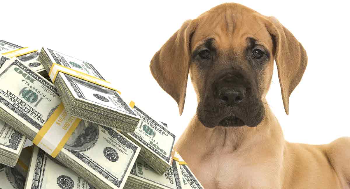 How Much Is A Great Dane? What Will This Big Dog Cost You?