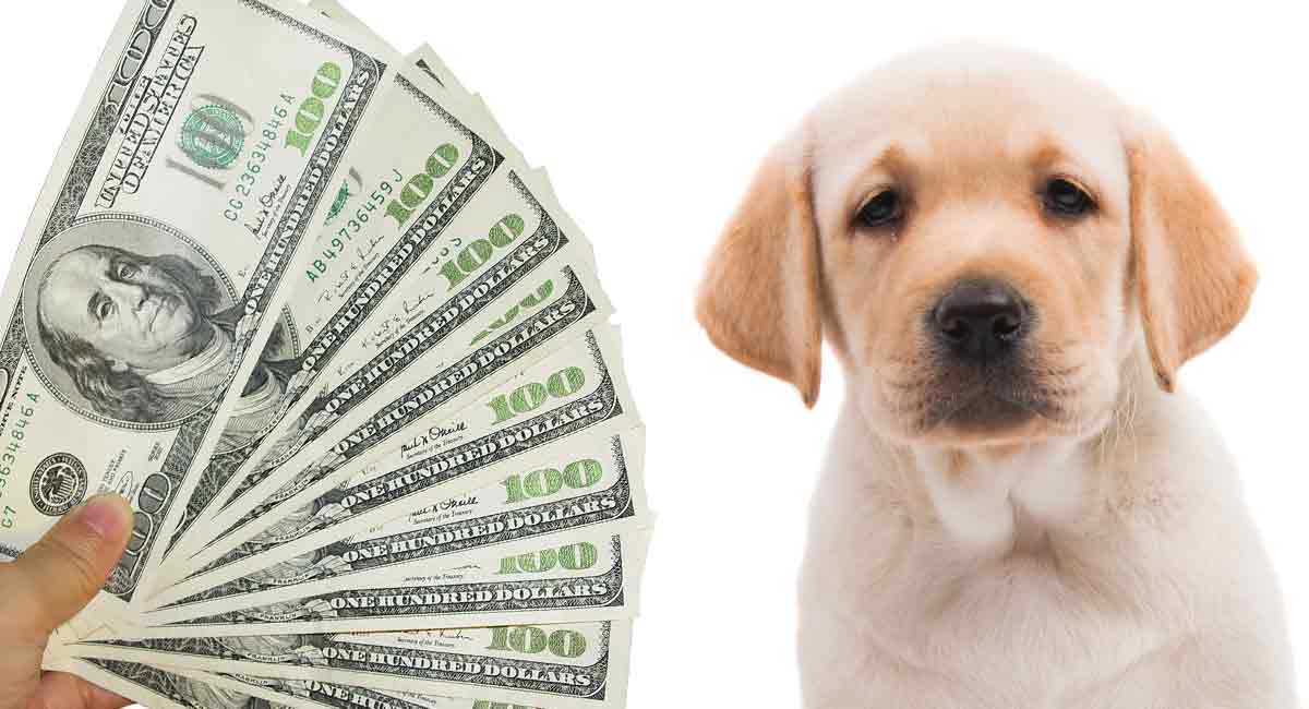 How much does it cost to neuter a labrador uk