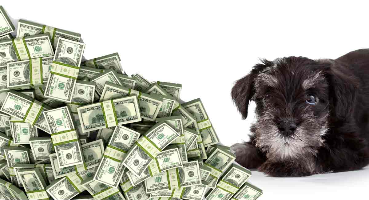 how much is a schnauzer miniature