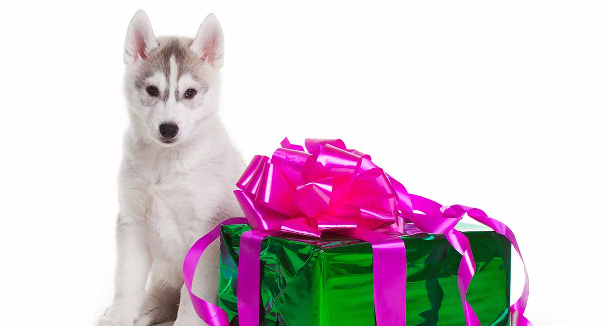 siberian husky gifts for dog lovers