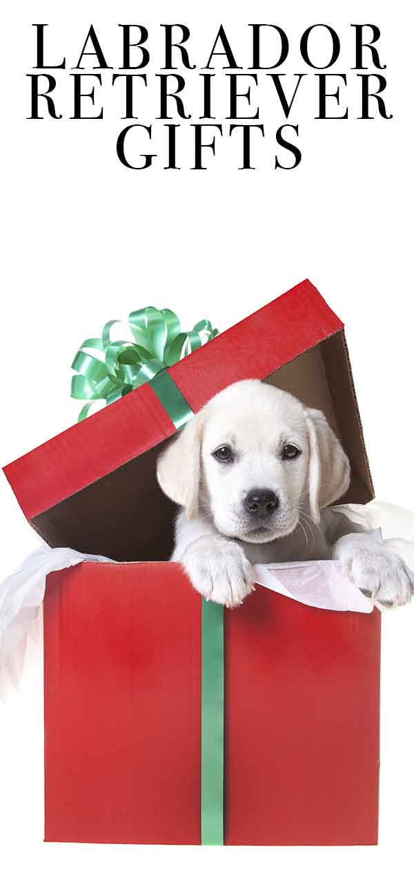 labrador retriever geschenken