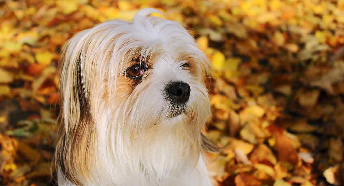 my lhasa apso is aggressive