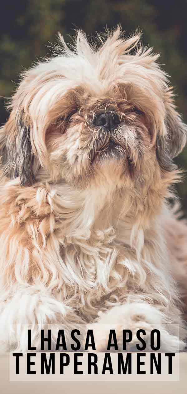 lhasa apso aggression