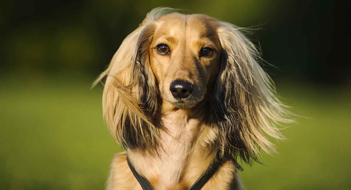 long haired mini dachshund