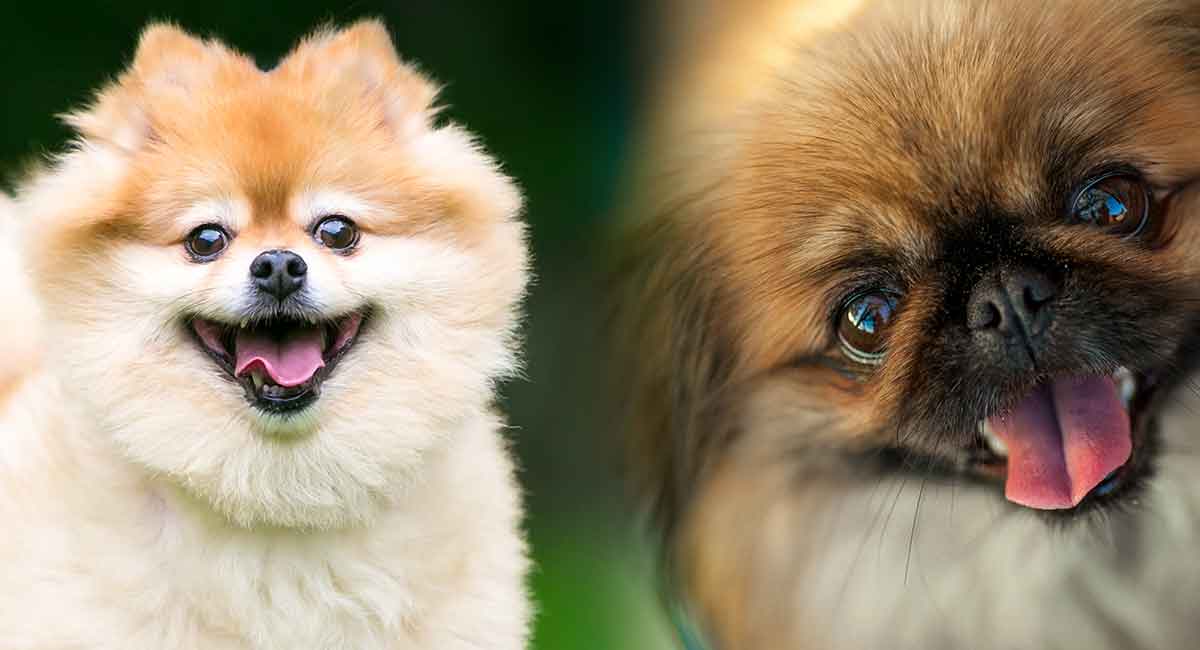 Pekingese Pomeranian Mix - Will The 