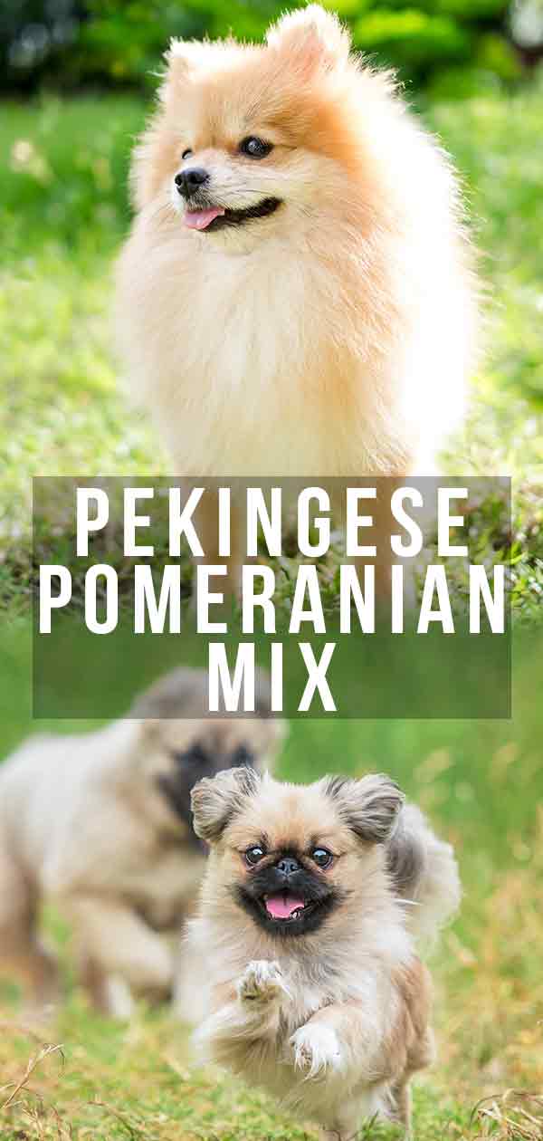 Pekingese Pomeranian mix