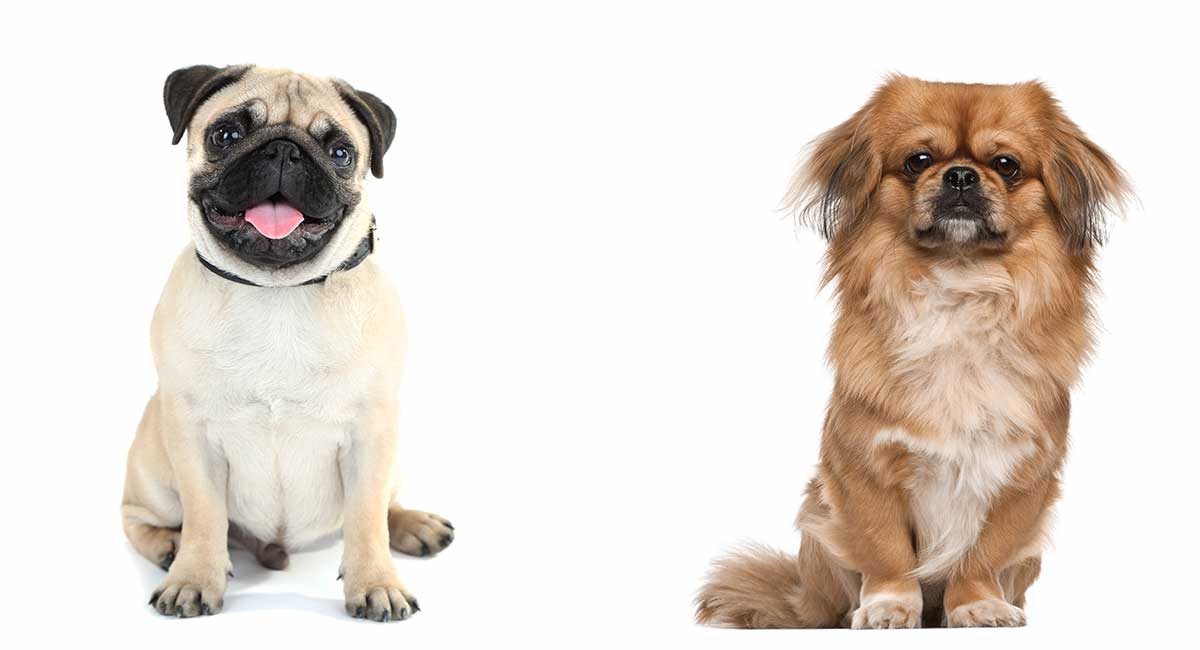 long haired pug breed