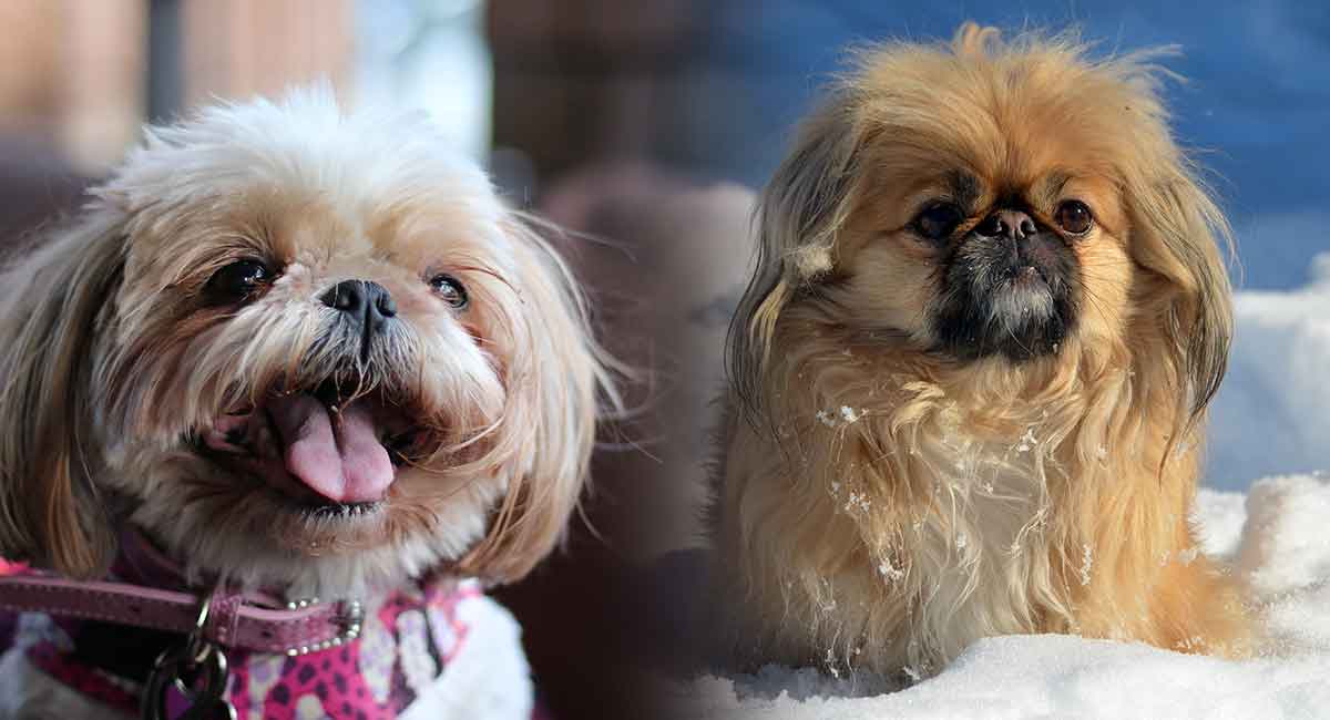 pekingese and maltese mix