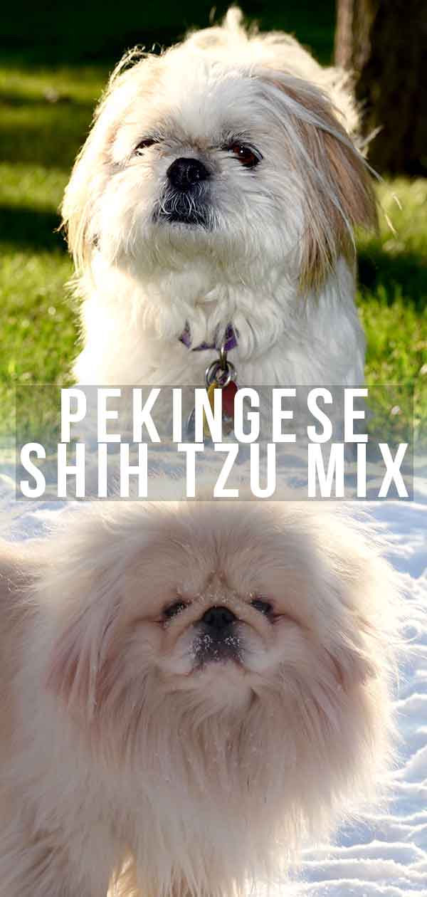 Shih tzu x sales pekingese