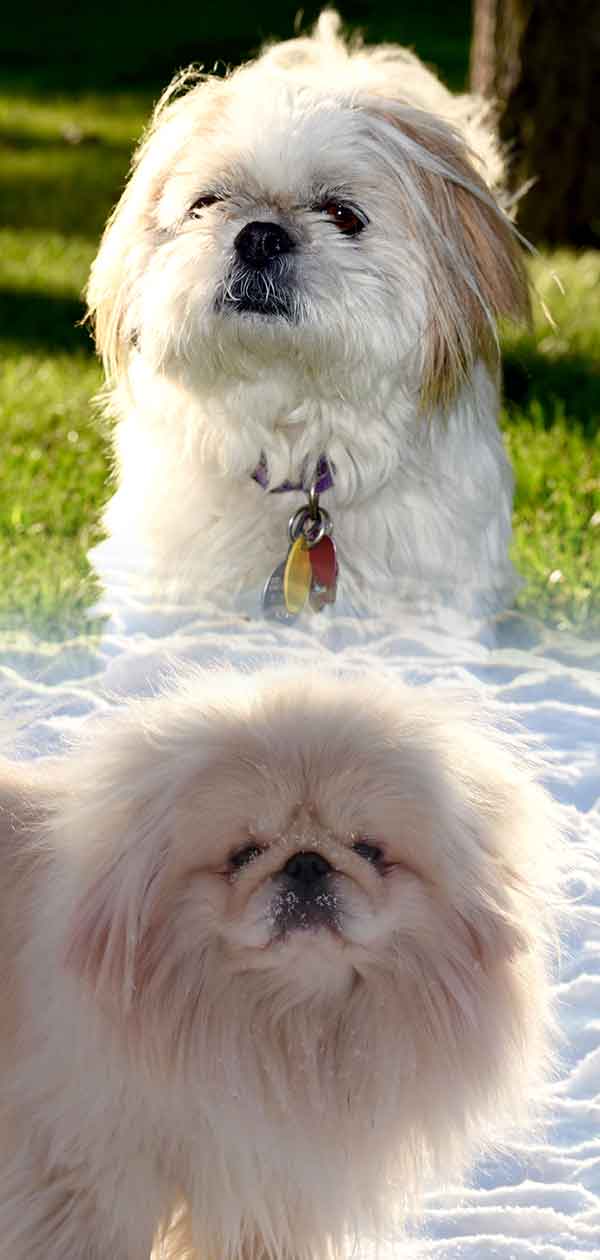 Shih tzu and pekingese mix 2024 for sale