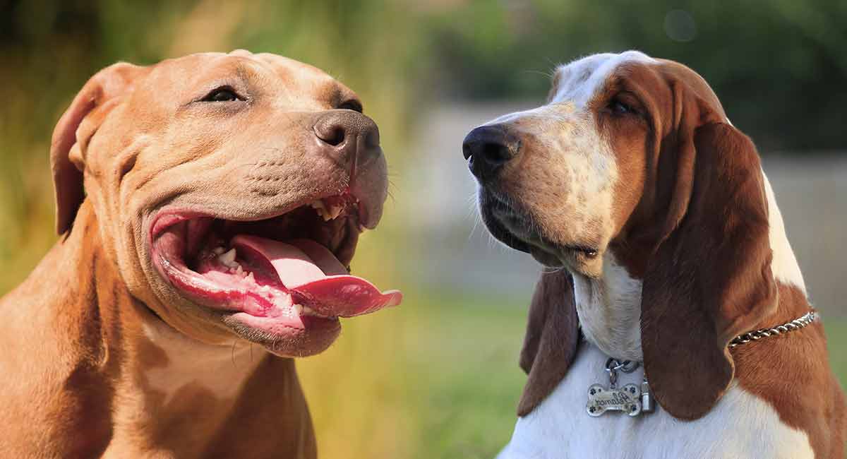 terrier hound mix dog