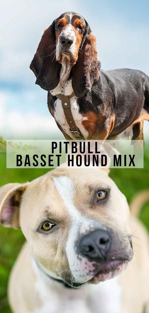 Pitbull Basset Hound Lab Mix