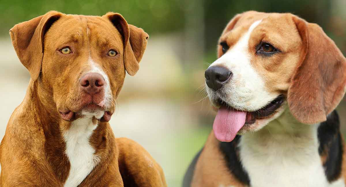Redbone Coonhound Beagle Mix Cute of Animals.
