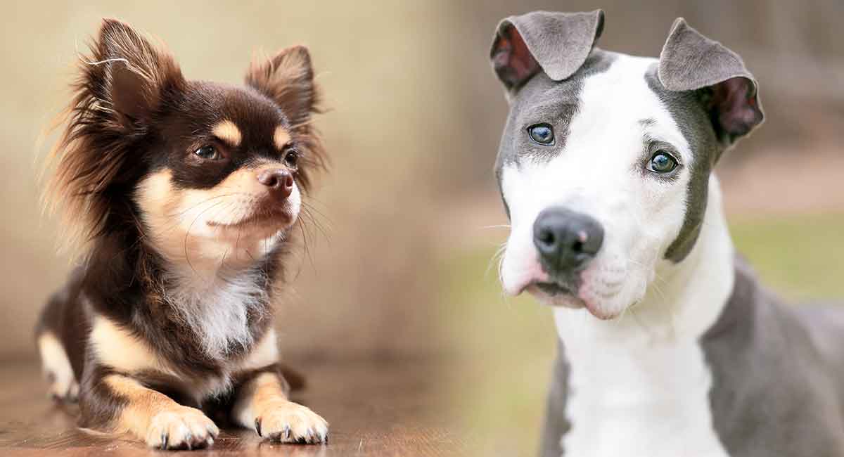 a pitbull mixed with a chihuahua