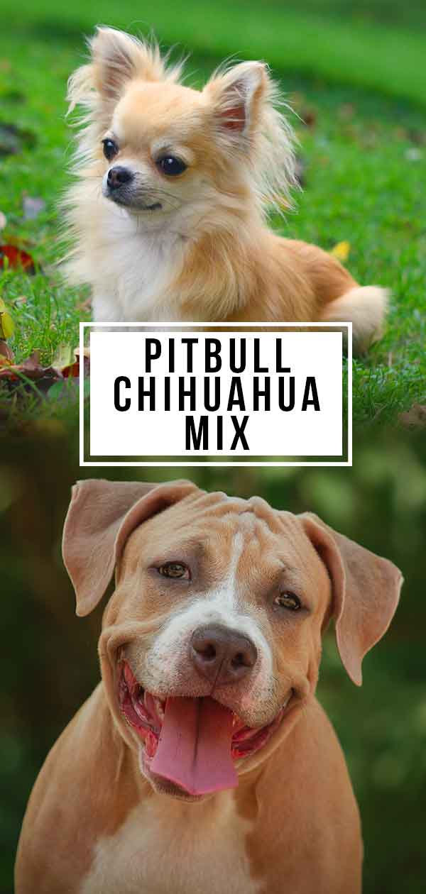 Pitbull Chihuahua Mix
