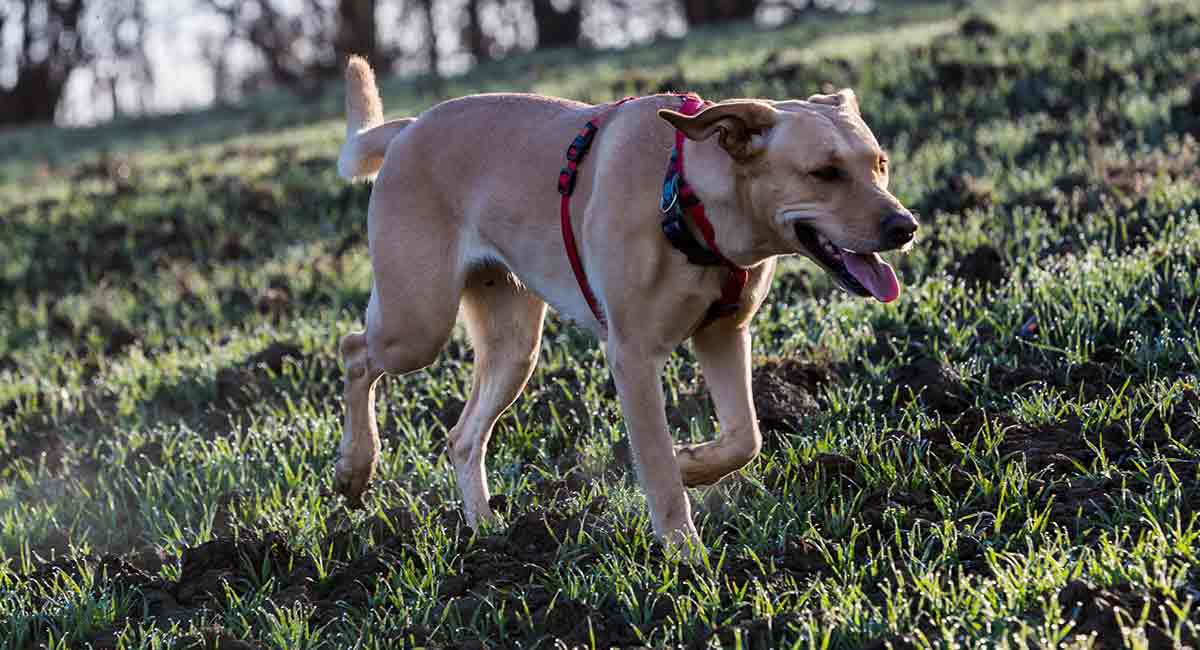 Pitbull Golden Retriever Mix A Loyal And Loving Cross