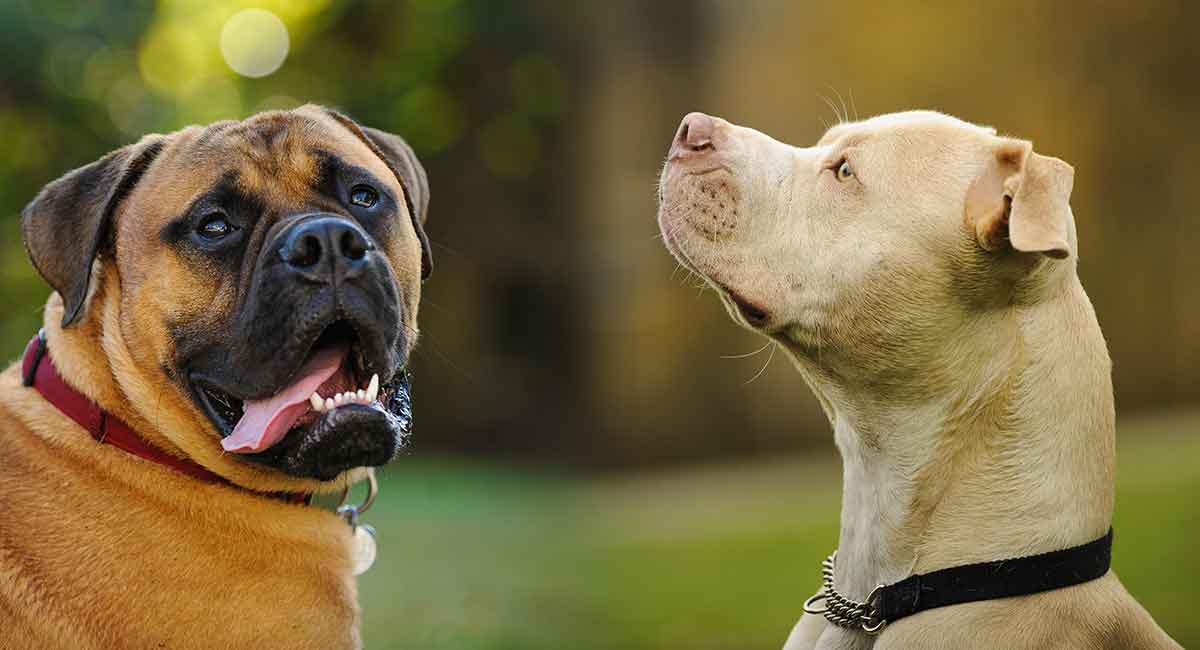 Pitbull Mastiff Mix This Powerful Mix Is Two Tough Dogs In One