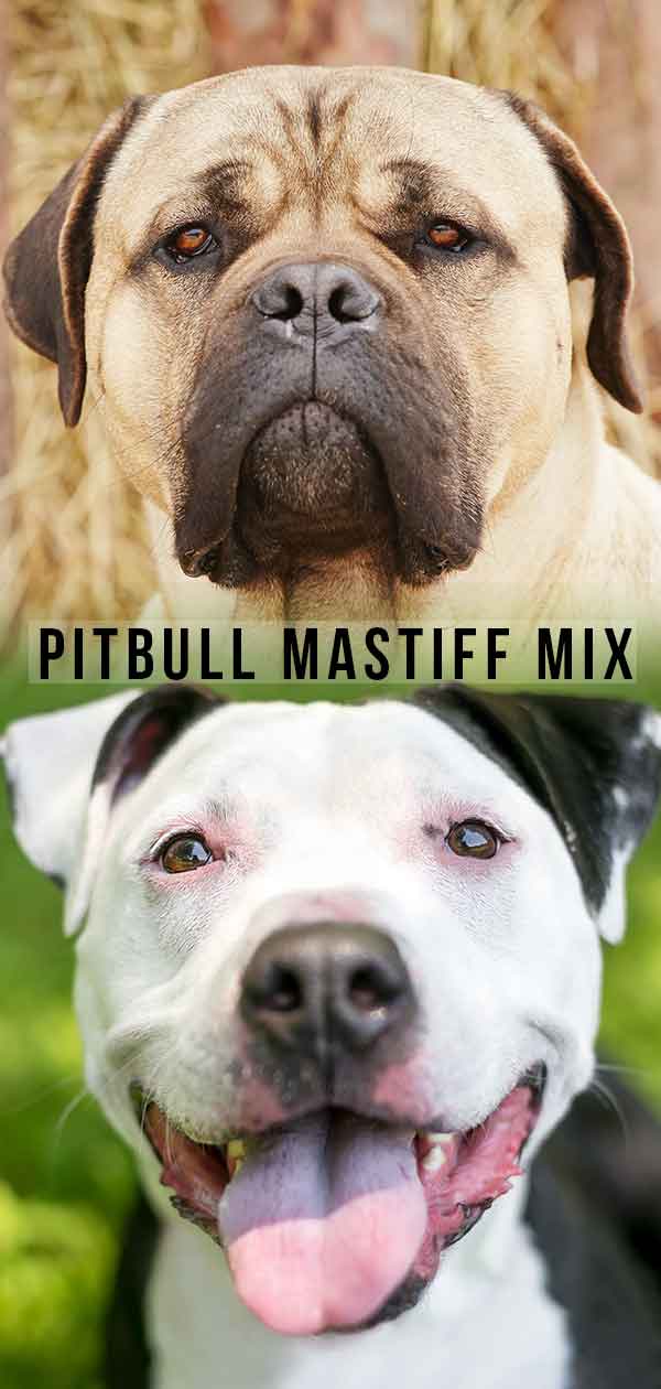 Pitbull Mastiff Mix - This Powerful Mix is Two Tough Dogs In One!