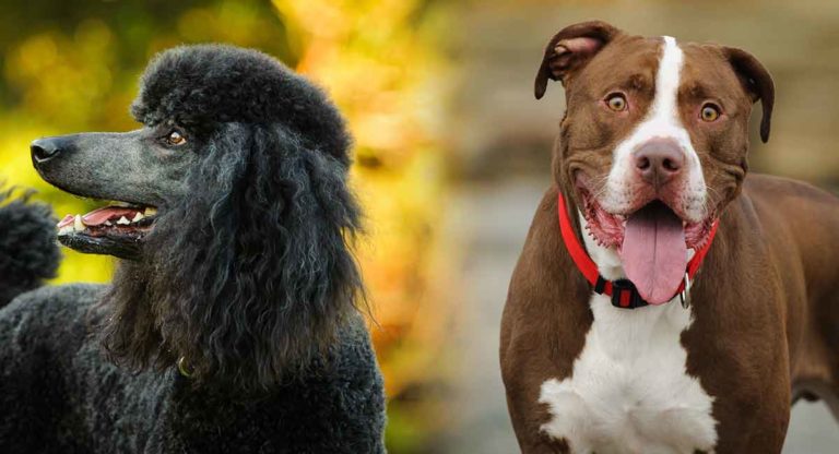 Pitbull Poodle Mix: Could You Find Room for This Special Hybrid?