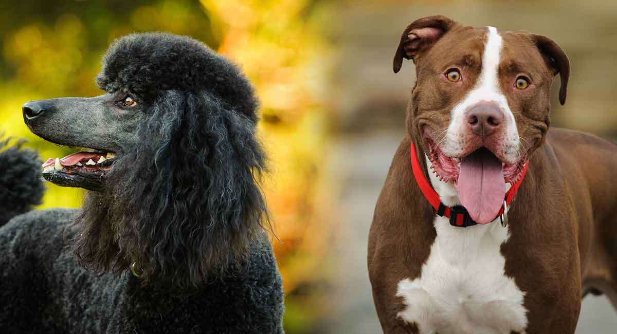 standard poodle mixes