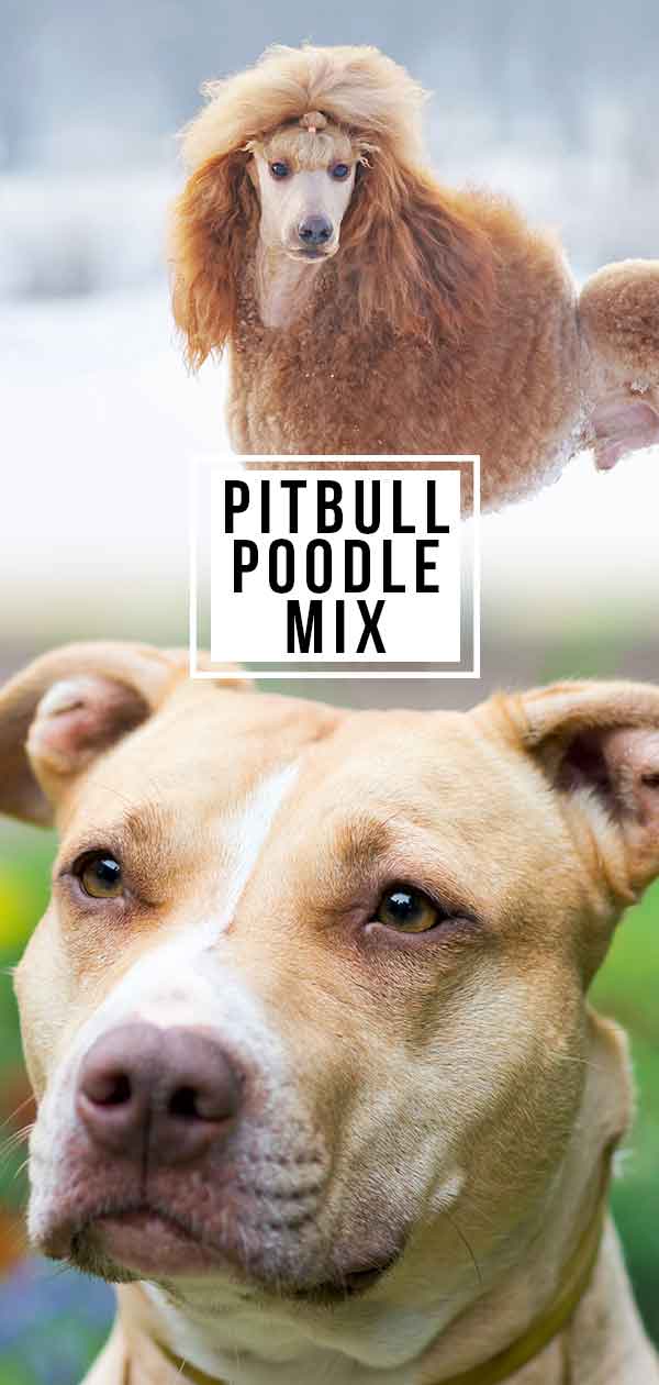 pitbull poodle puppies