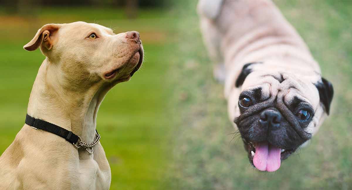 pitbull and pug mix puppies