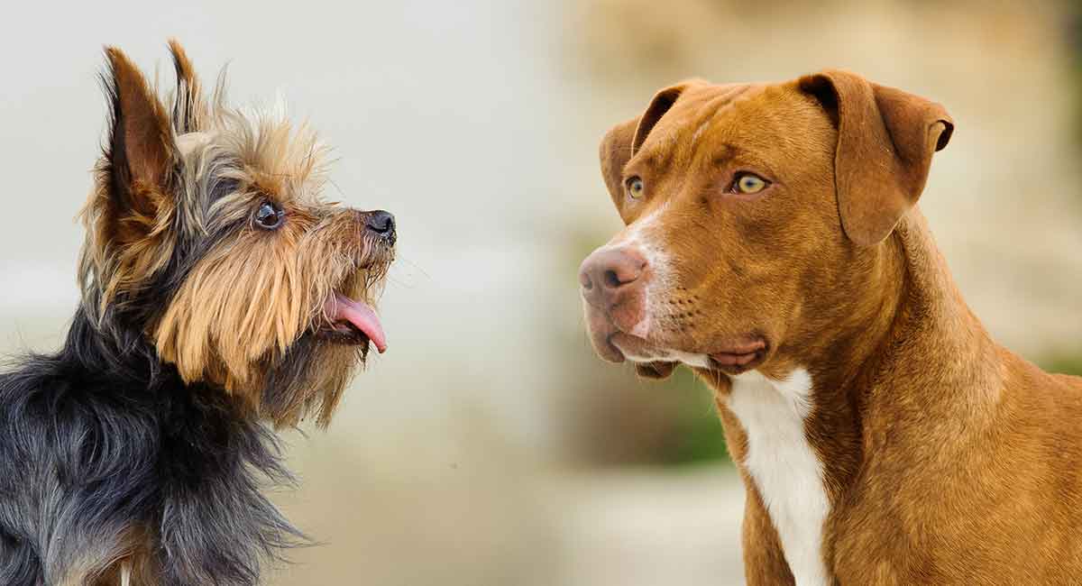 Your Pitbull Yorkie Mix: Is this Hybrid Dog Right for You?