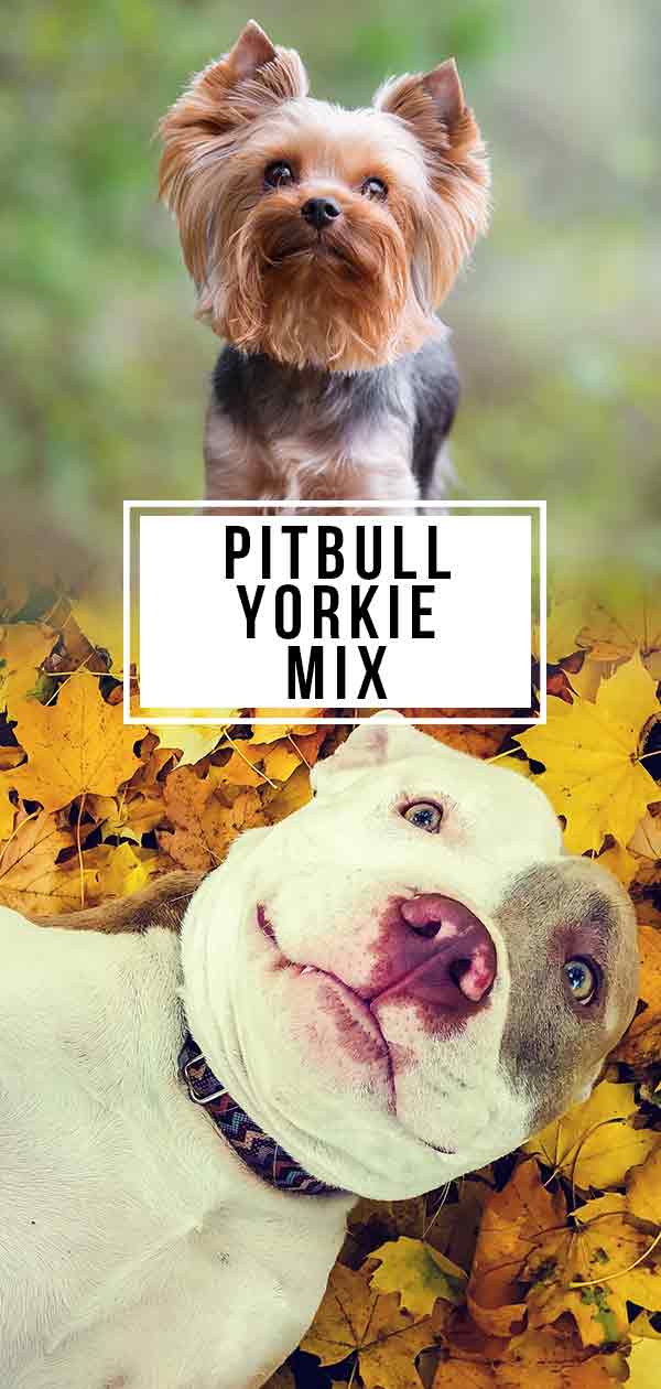 Pitbull Yorkie Mix