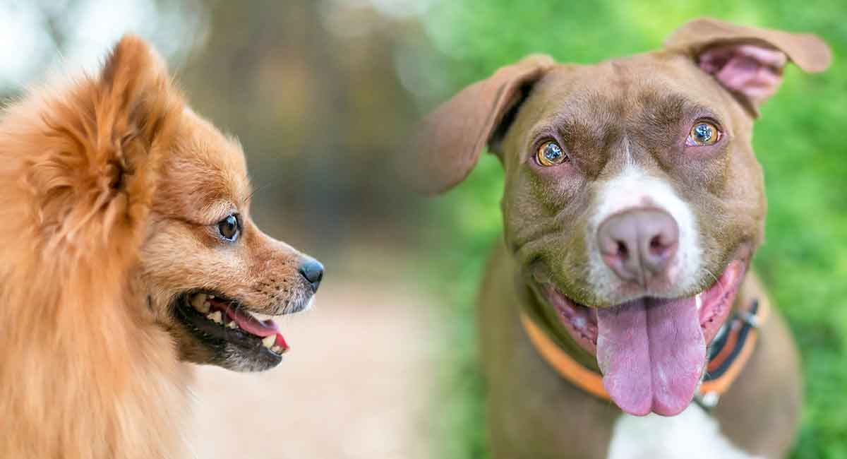 Pomeranian Pitbull Mix - Loving Lapdog 