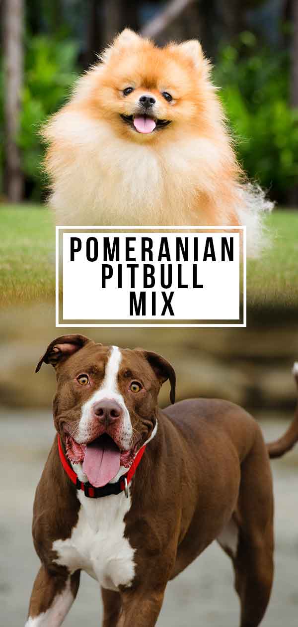 pitbull pomeranian chihuahua mix