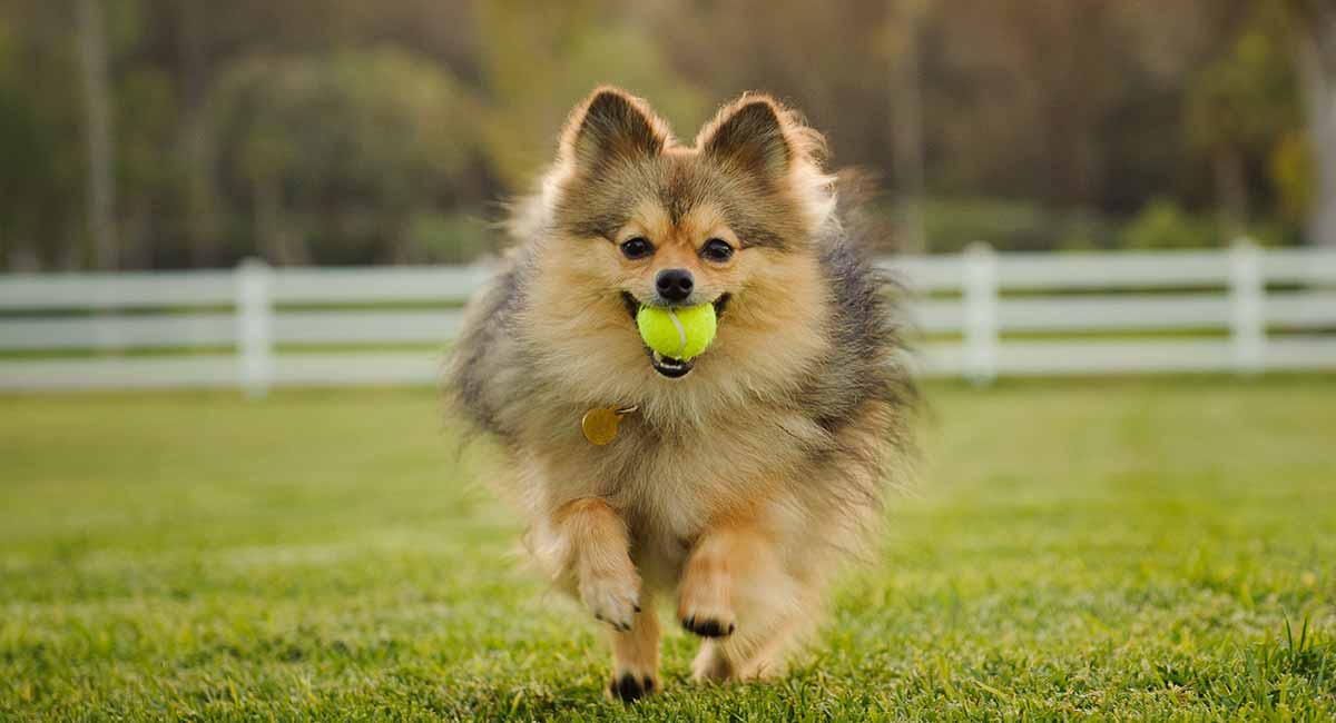 pomeranian dog family