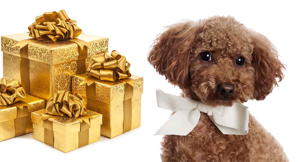 black poodle gifts