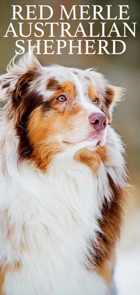 red merle australian shepherd